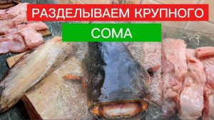 РАЗДЕЛЫВАЕМ крупного СОМА! КАК разделать крупного СОМА.