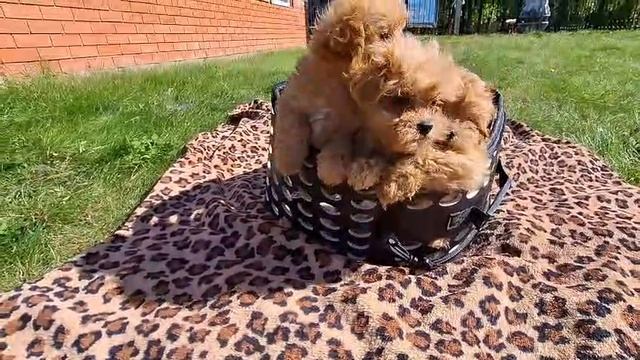 Мальтипу смотреть онлайн
