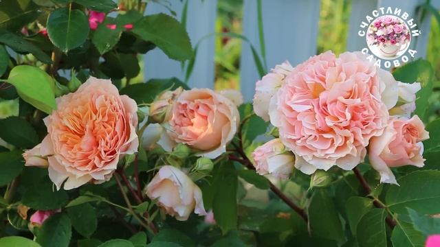 РОЗЫ С САМЫМ КРАСИВЫМ ЦВЕТКОМ. ОБЗОР 17 СОРТОВ РОЗ. РОЗЫ смотреть онлайн