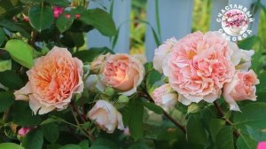 РОЗЫ С САМЫМ КРАСИВЫМ ЦВЕТКОМ. ОБЗОР 17 СОРТОВ РОЗ. РОЗЫ