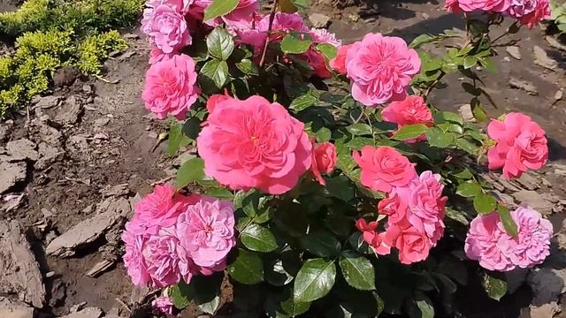 🌹Символ праздника в вашем саду: Роза Сангрия (Sangria)