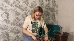 Как заставить ананас цвести? Может ананас дать плод до