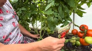 ОТЗЫВ2023.ТОМАТ МАМОНТЁНОК.СЕМЕНА АЛТАЯ