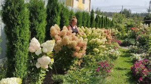 Обзор сортов мотыльковых гортензий | Цветение и сорта