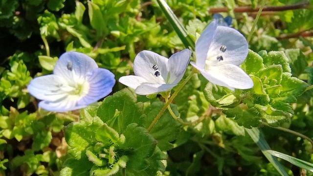 Veronica persica / Вероника персидская 2 #flowers #flower смотреть онлайн