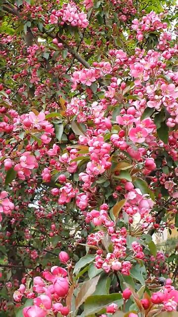 🌸Настоящее чудо,  яблоня цветет🌸