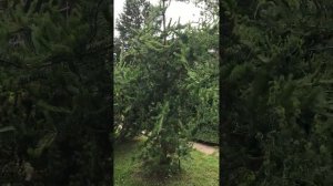 Сосна банкса Анкл Фогги/ pinus banksiana Uncle Foggy, в Хвойном Сад?