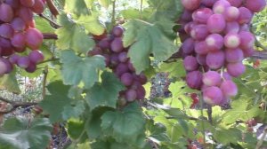 Виноград Басанті