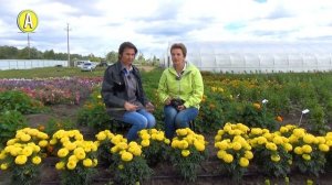 Бархатцы нового поколения. Выбираем сорта бархатцев