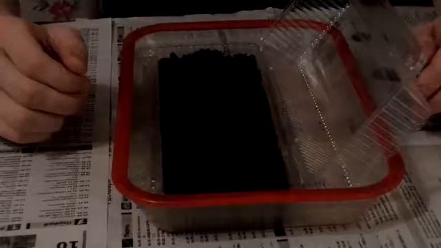 Выращивание ЗЕМЛЯНИКИ КЛУБНИКИ из семян ПОСЕВ на рас? смотреть онлайн