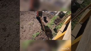 Сажаем Виноград 🍇 Алёшкин