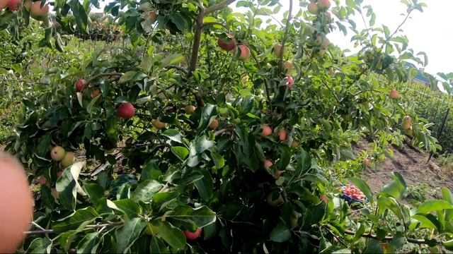 Супер яблоня! Яблоко мечты детства детей