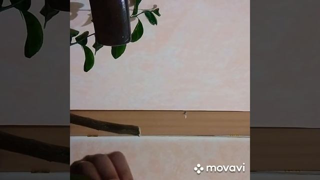 Как привить лимон смотреть онлайн