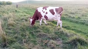 Два гектара на 6 коров?/Починили крышу на телятнике