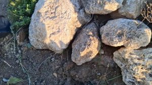 Эксперимент - выращивание эшшольции через рассаду