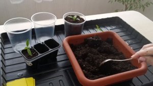 Что делать если рассада перца вытянулась? Перевалка г?