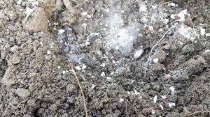 ПОСАДКА РАССАДЫ ТЫКВЫ / УГРОЗА ВОЗВРАТНЫХ ЗАМОРОЗКОВ ?