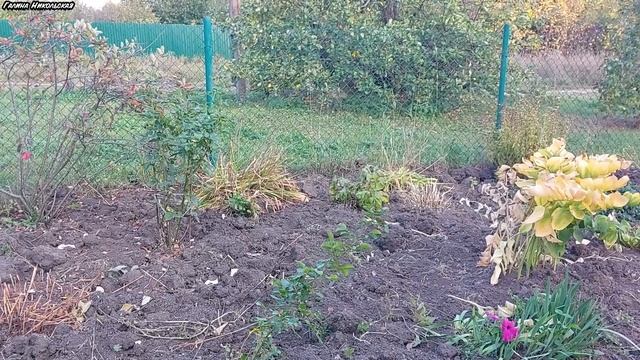 ОБРЕЗАЛИ КУСТАРНИКИ! БАБЬЕ ЛЕТО! ПОЧЕМУ ИЗАБЕЛЛА ЗЕЛЕ? смотреть онлайн