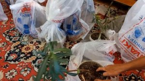 Как сохранить цветы без полива 2 недели