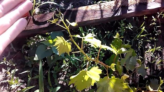 Виноград. Кишмиш Лучистый. Раздвоение побега.