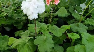 Пеларгония - обзор сортов - отличники и. особенные..!? Вы