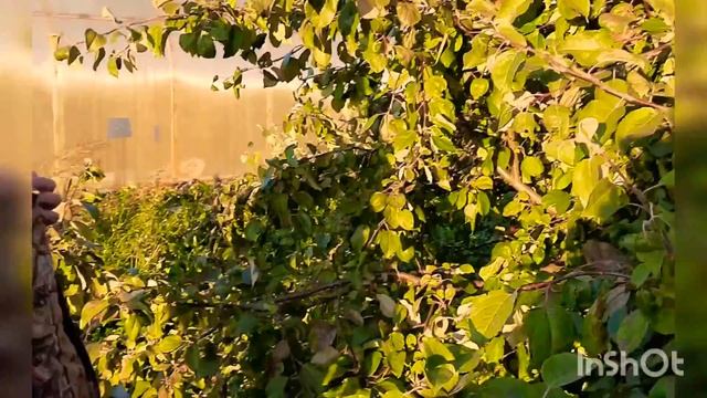 Хранение яблок.