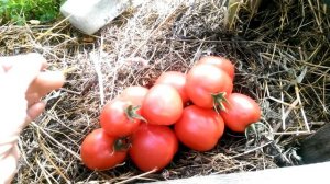 Томат Ляна розовая на 25 августа