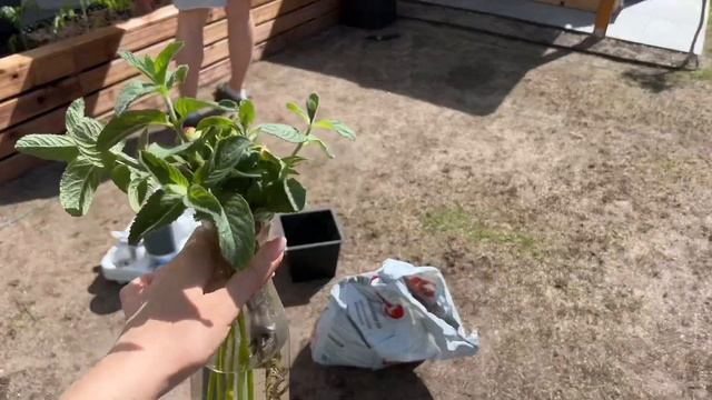 VLOG Садовые заботы: выбираю семена, моем террасу, сажае?