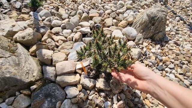 Хвойные посадки 24года, итоги зимовки. Садовый дневник,