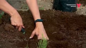 Посадка плодовых деревьев на болотистых почвах