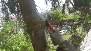 Спилить дерево. Ель во дворе