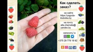 Тутаймер Лагорай - отличный сорт для промышленников.