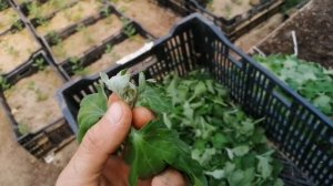 Черенкование хризантемы(пошагово)