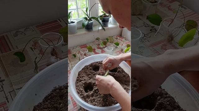 ЛОТОС посадка в грунт