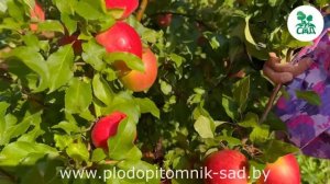 Яблоня САКАВИТА. Перспективный зимний сорт. Подойдет ?