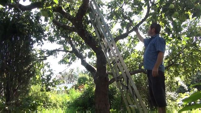 Обрезка старой яблони (ч.3). Урожай смотреть онлайн