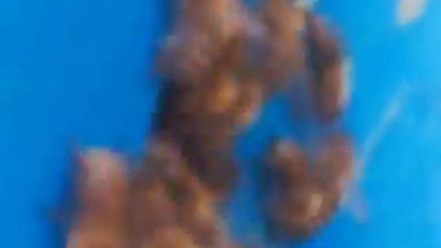 Карпатская порода пчел-облет 6 августа 2015г смотреть онлайн