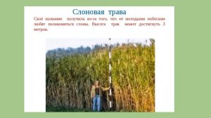 Растительность саванн. Африка география 8 кл