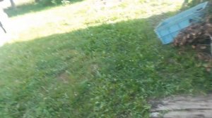 2025.07.28 Картофель сорт Метеор от КФХ Егорша и Агрохарве?