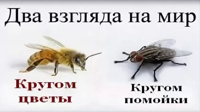 А кто ты пчела или муха смотреть онлайн