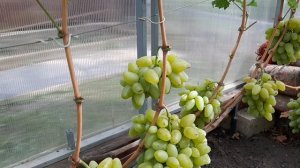 виноград Блондинка