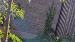 Формирующая обрезка Бузины. Особенности. Слабонервны?