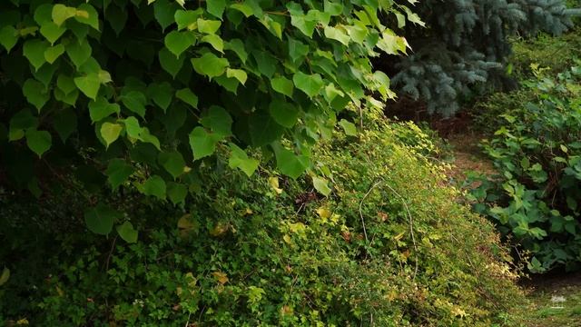 КАК СОЗДАТЬ САД НЕПРЕРЫВНОГО ЦВЕТЕНИЯ | МАЛОУХОДНЫЙ С? смотреть онлайн