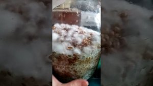 ЭКСПЕРИМЕНТ
МИЦЕЛИЙ НА КУКУРУЗЕ СУПЕР ВАРИАНТ