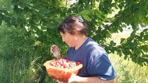 черешня выращенная из косточки