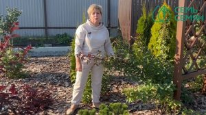 Укрываем розы на зиму! как правильно их пригнуть