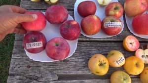 Обзор некоторых сортов яблок
