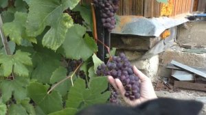 Русский ранний - простой и неприхотливый универсал