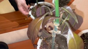 Манго, манговые растения в домашних условиях. (Результ
