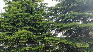 Пихта кавказская или Нордманна (Abies nordmanniana)